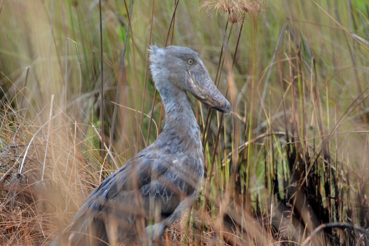 Shoebill - ML636610351