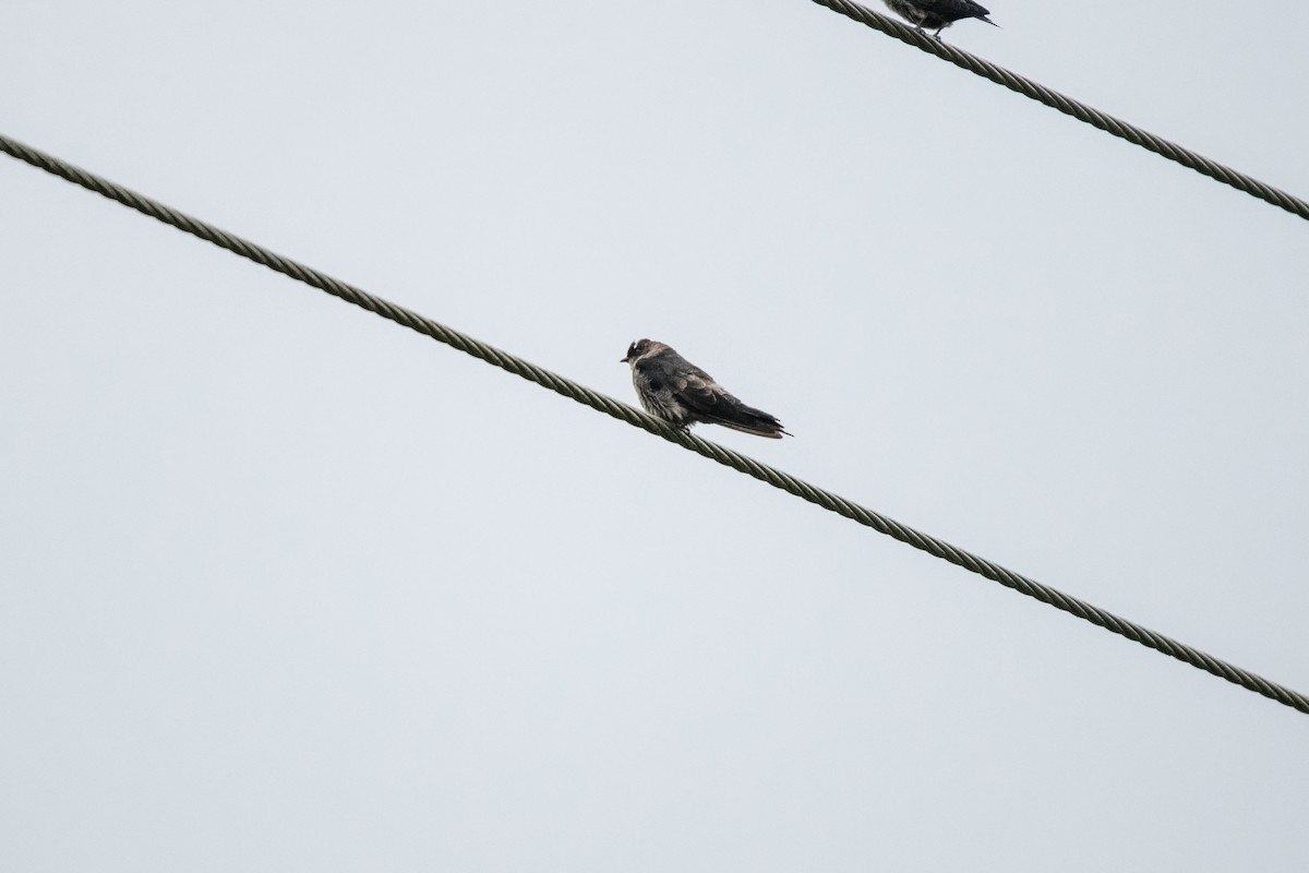 White-thighed Swallow - ML636610395