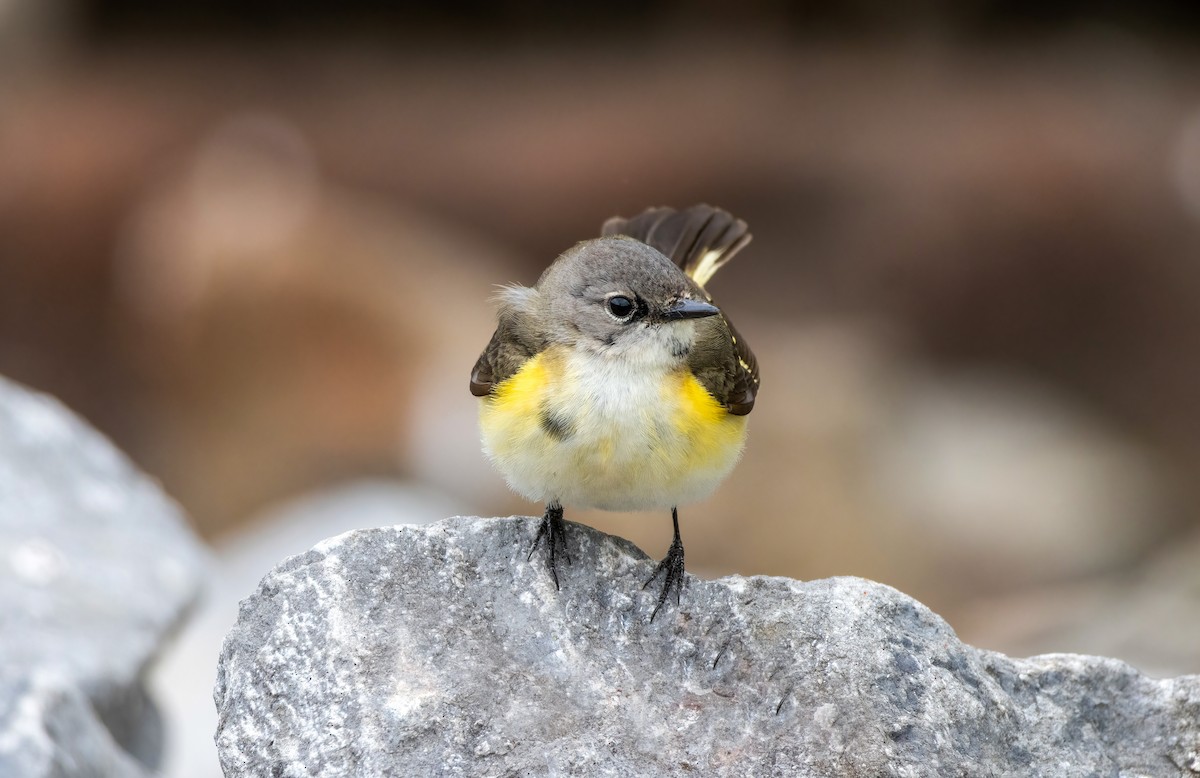 American Redstart - ML636610463
