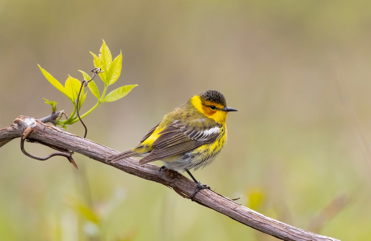 Cape May Warbler - ML636610465
