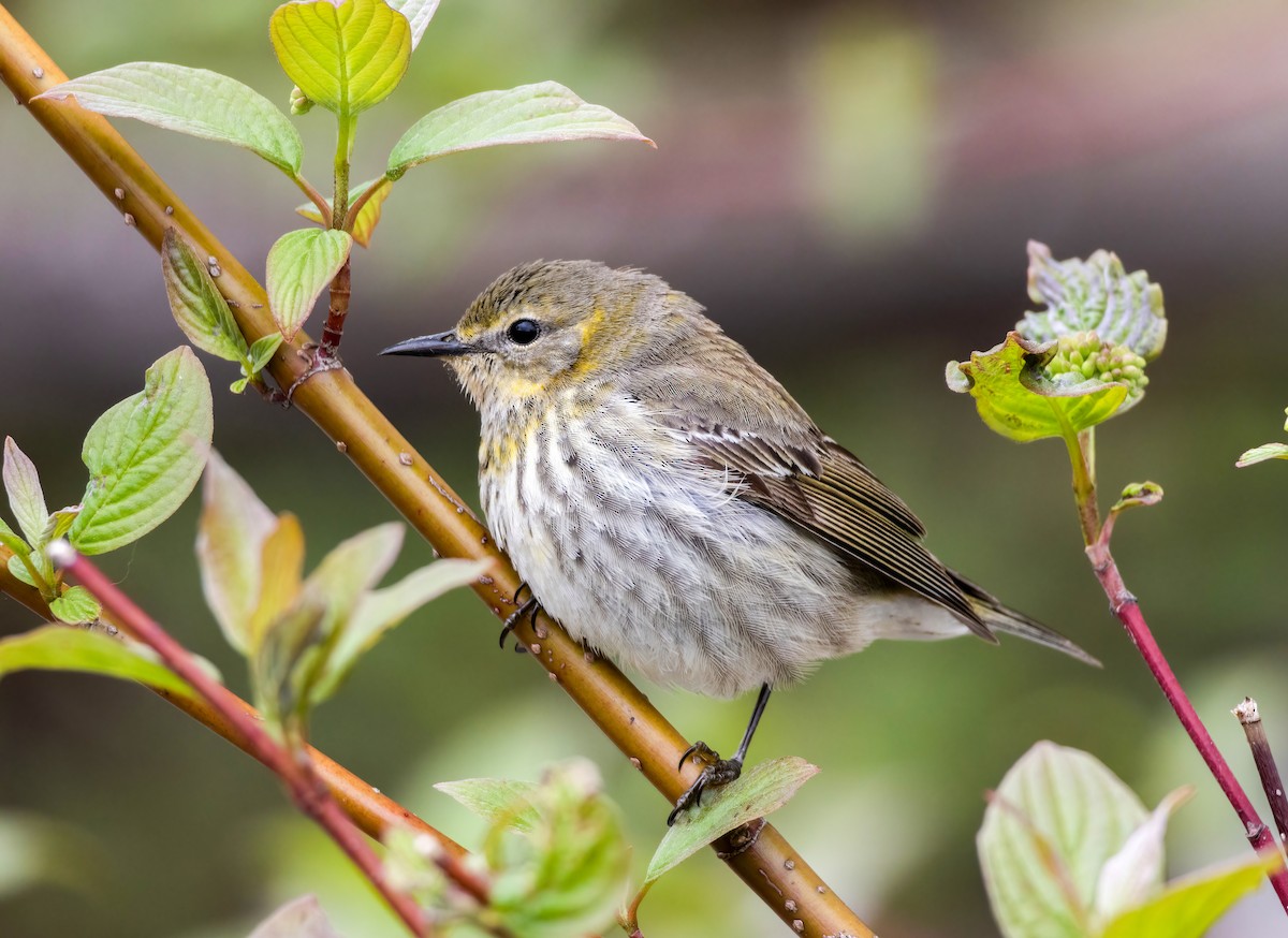 Cape May Warbler - ML636610466