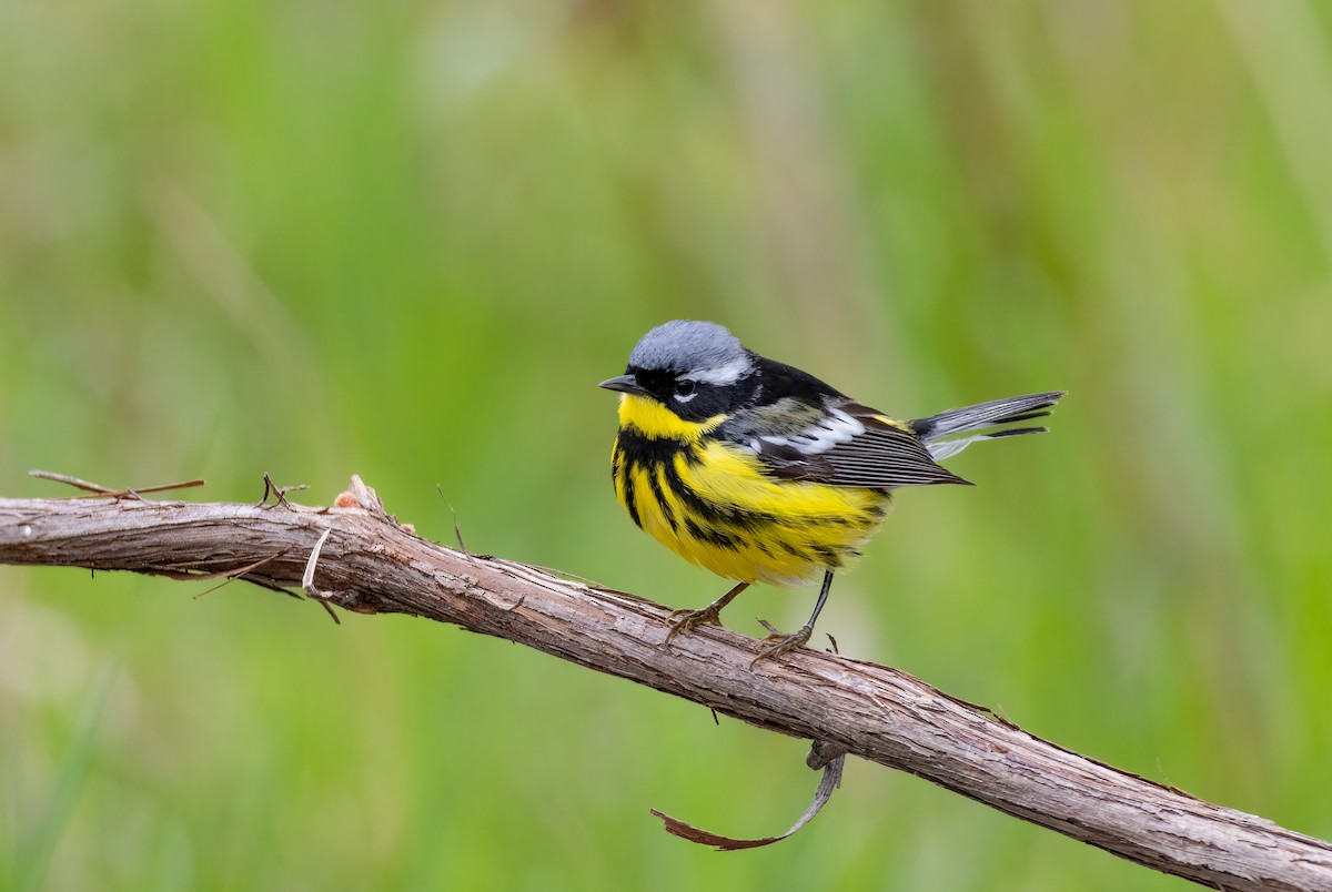 Magnolia Warbler - ML636610470