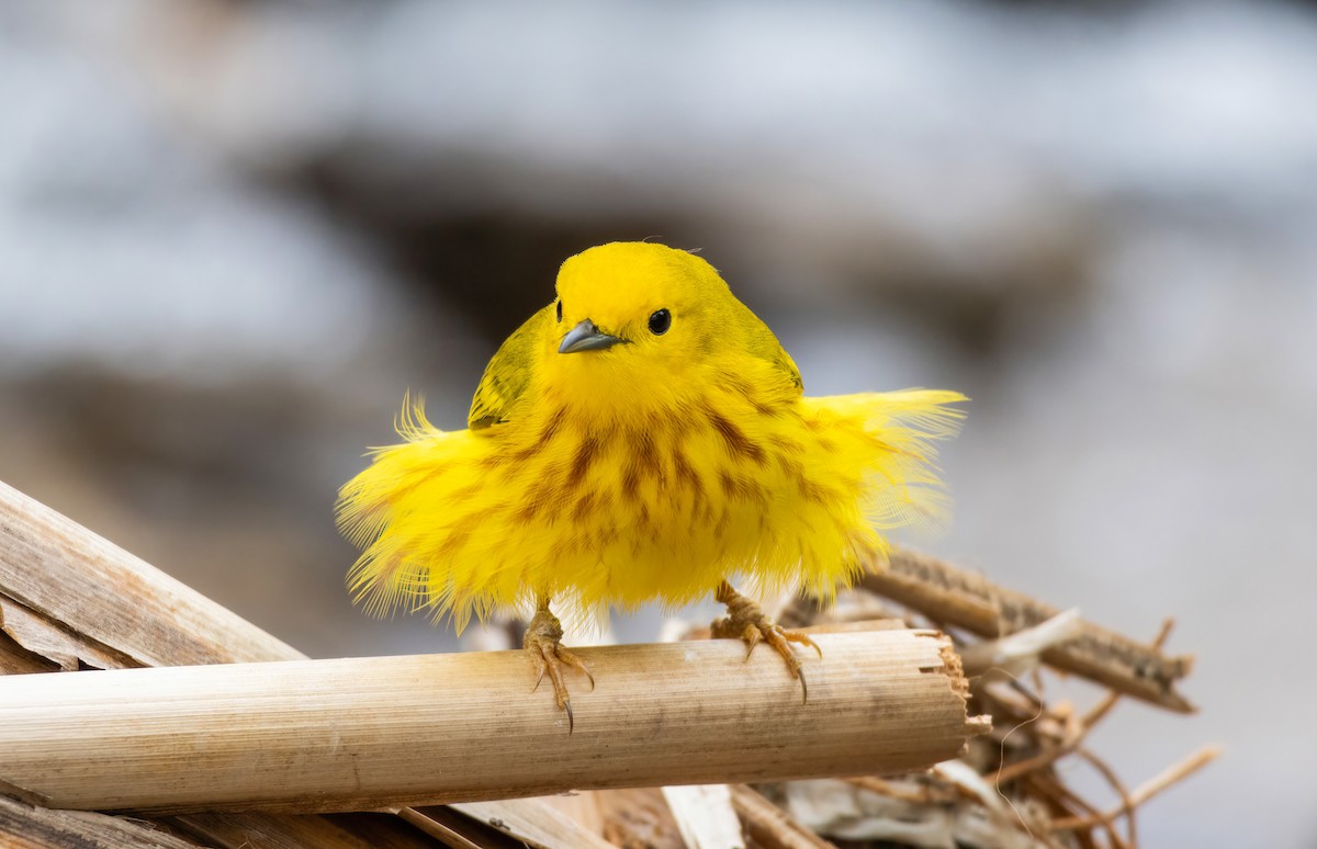 Northern Yellow Warbler - ML636610473