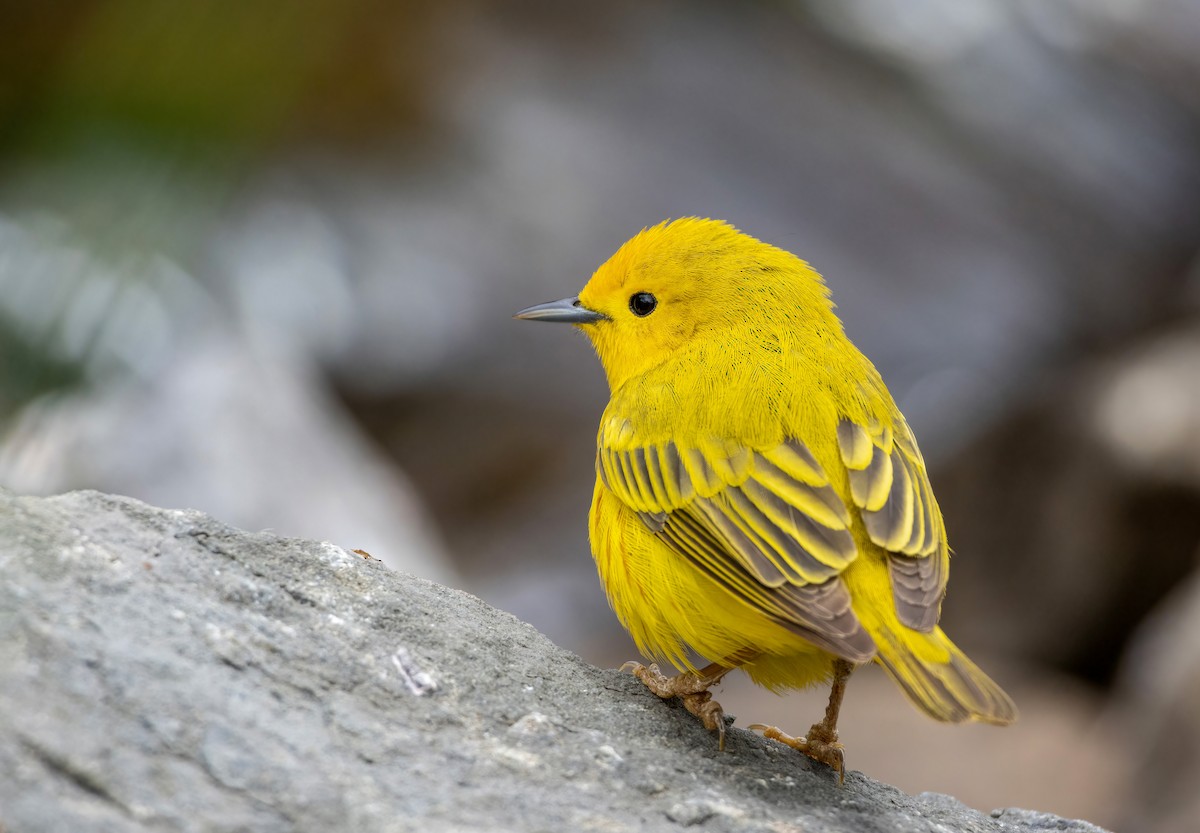 Northern Yellow Warbler - ML636610474