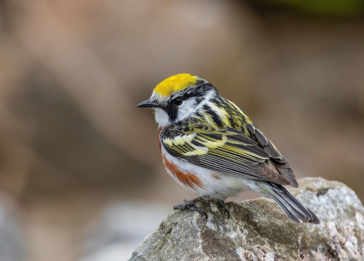 Chestnut-sided Warbler - ML636610476