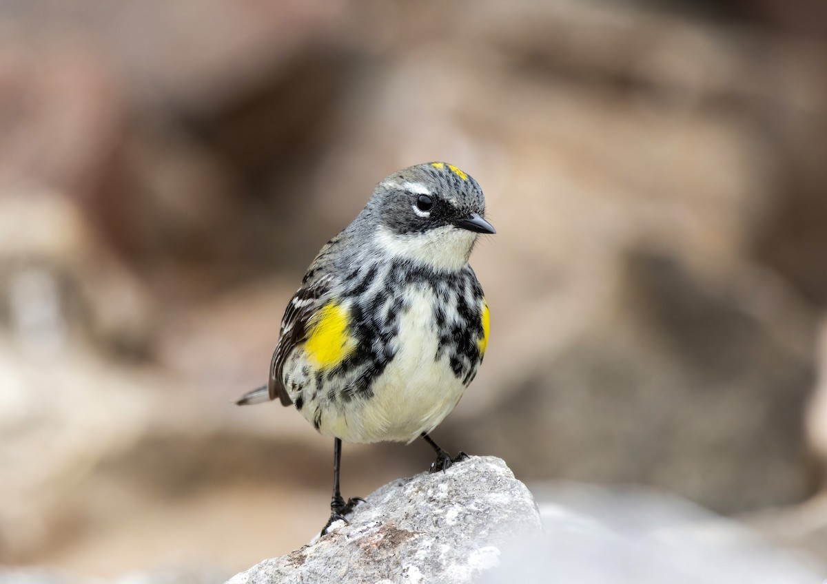 Yellow-rumped Warbler - ML636610479