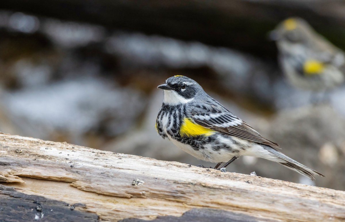 Yellow-rumped Warbler - ML636610480