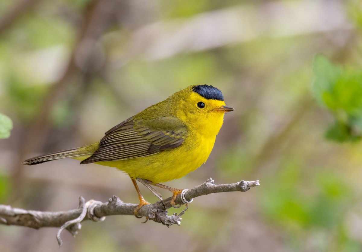 Wilson's Warbler - ML636610482
