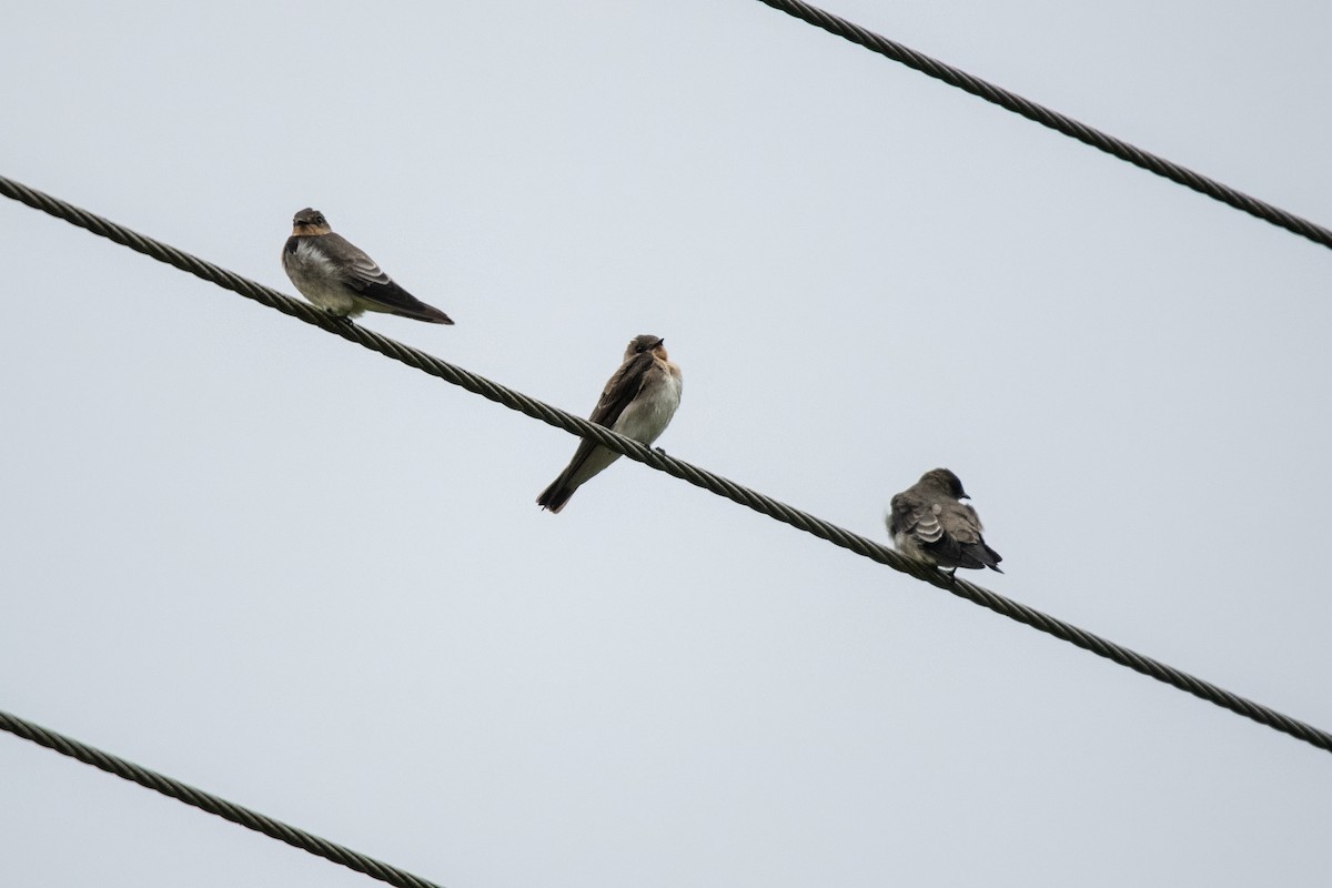 Southern Rough-winged Swallow - ML636610489