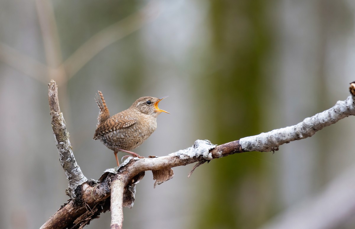 Winter Wren - ML636610490