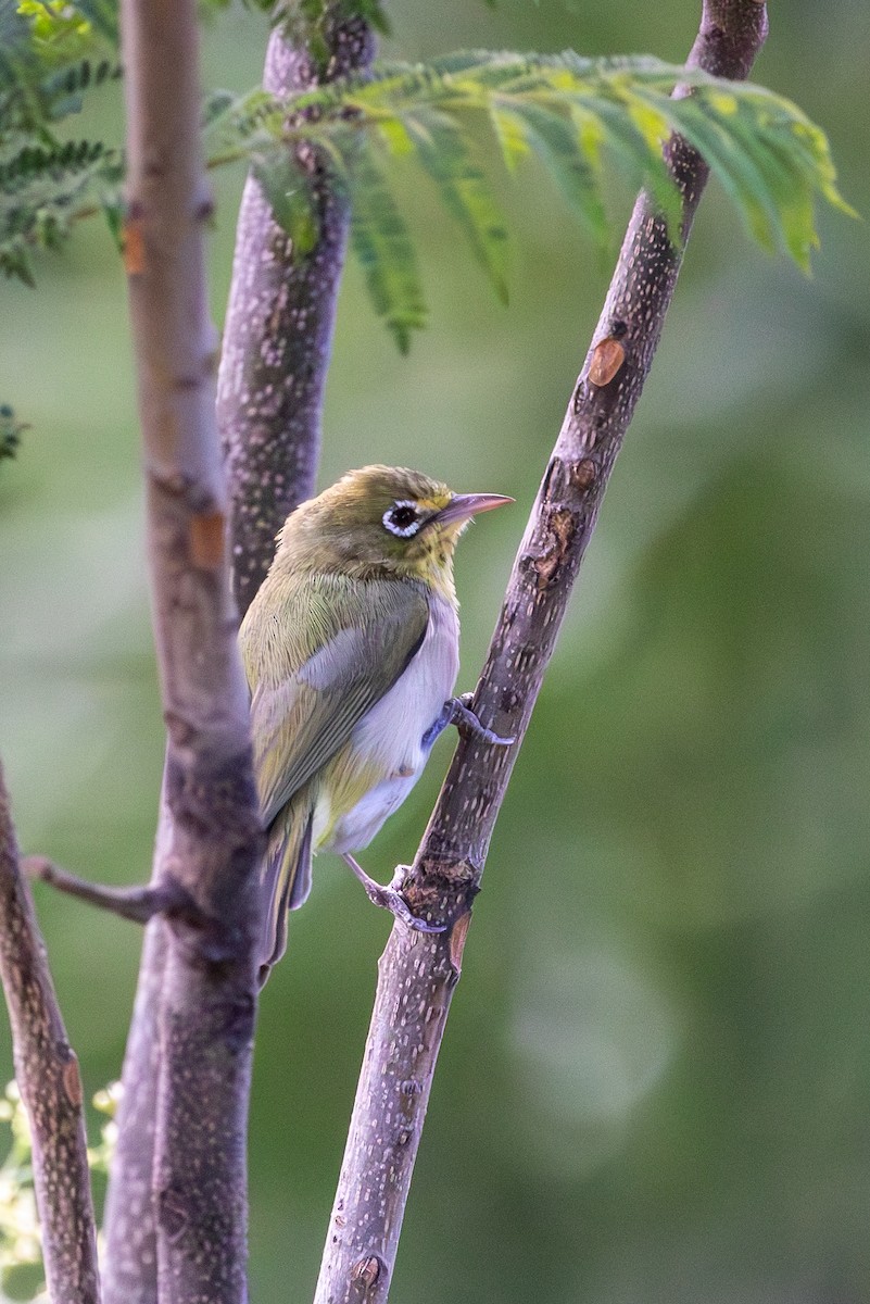 Abyssinian White-eye - ML636610511