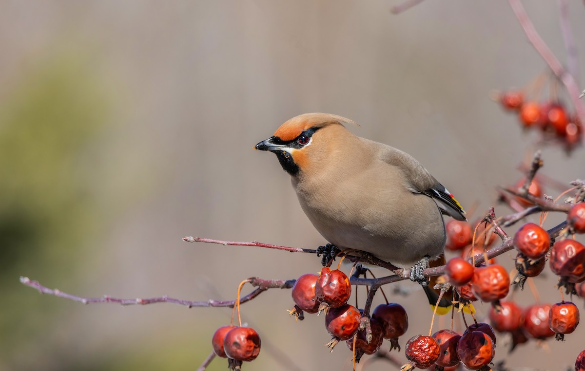 黃連雀 - ML636610575