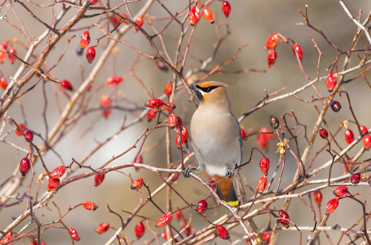 黃連雀 - ML636610576