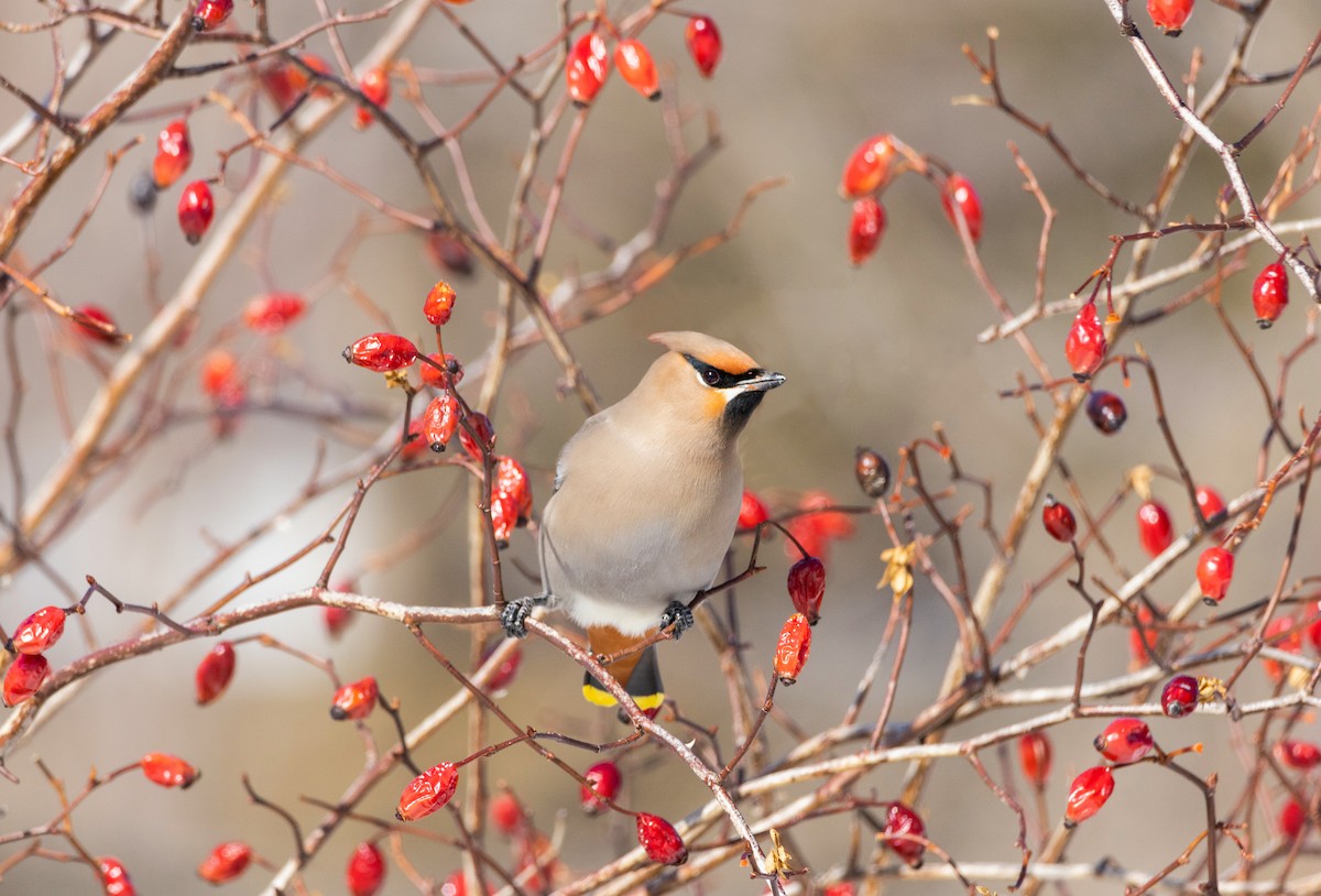 黃連雀 - ML636610577