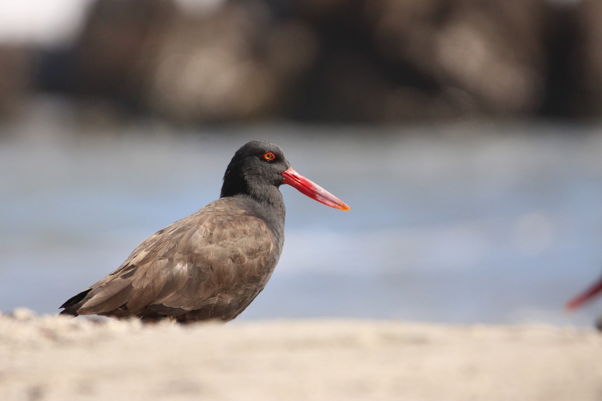 ústřičník tmavý - ML636610598