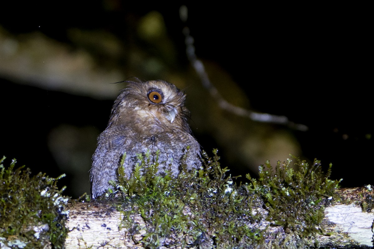 Long-whiskered Owlet - ML636610619