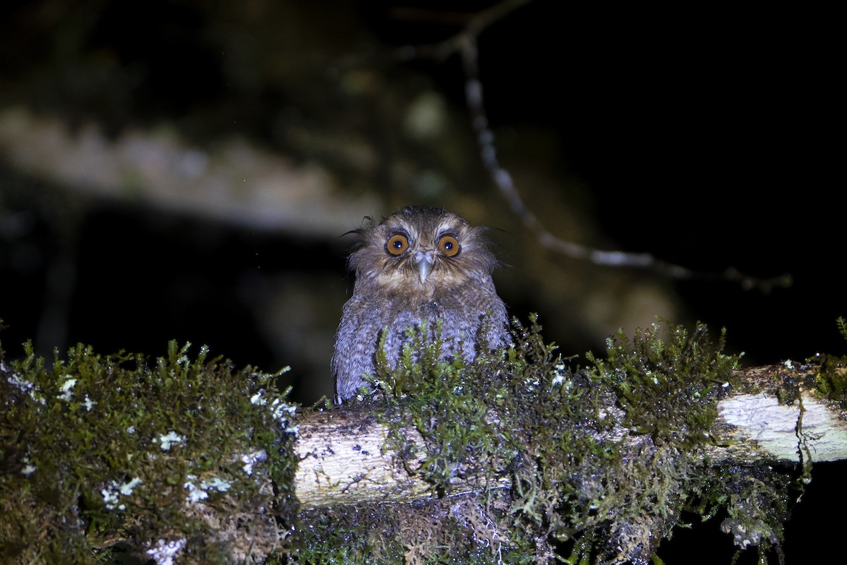 Long-whiskered Owlet - ML636610620