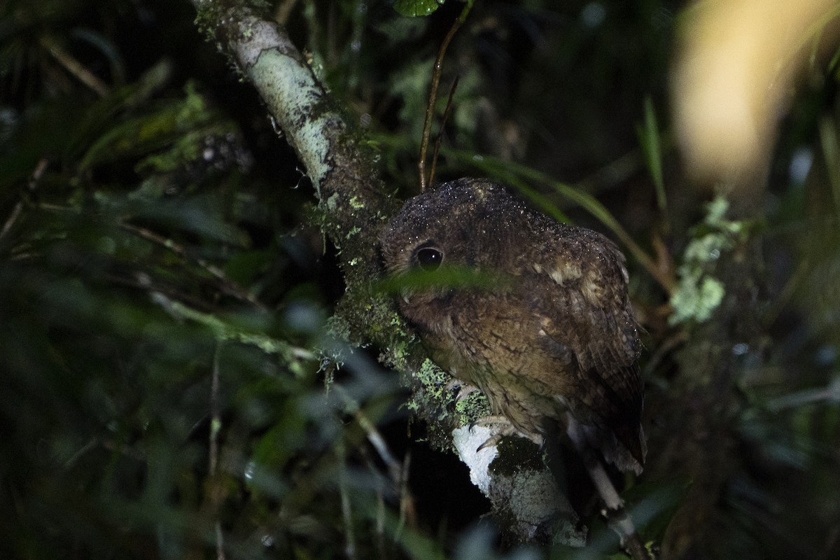 Cinnamon Screech-Owl - ML636610625