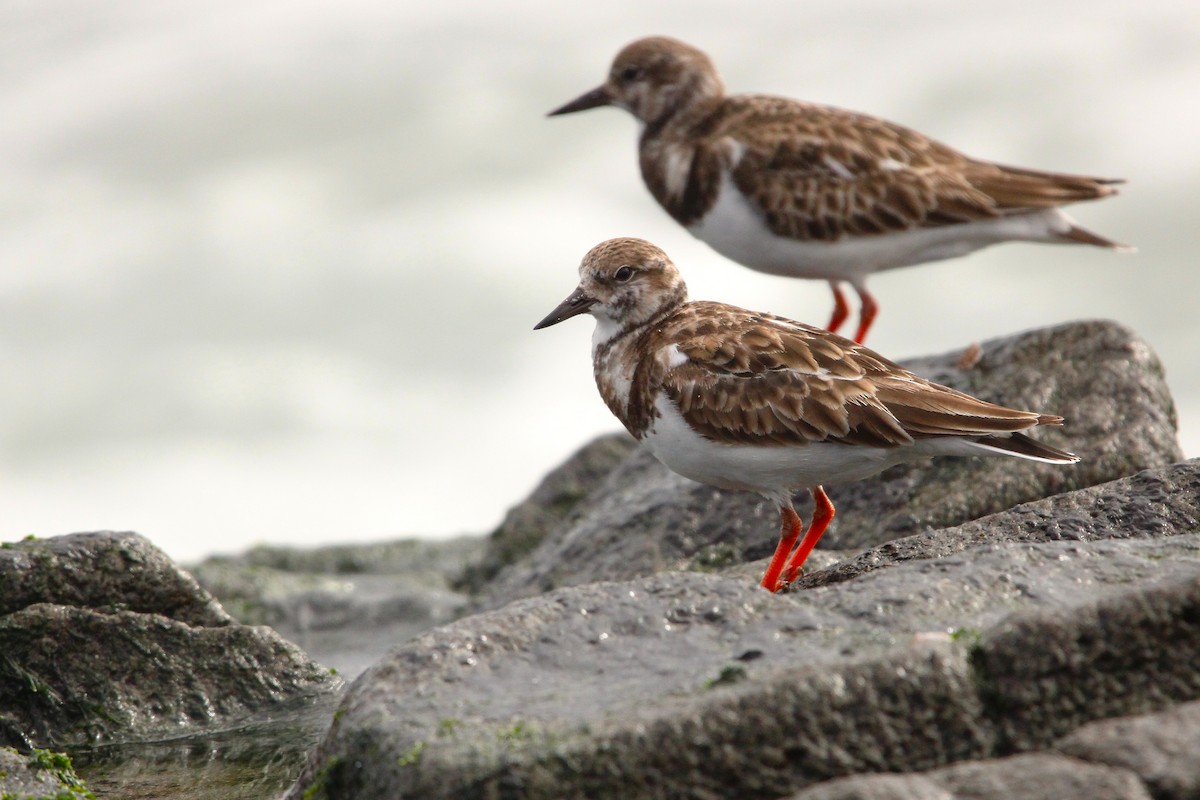 kamenáček pestrý - ML636610627