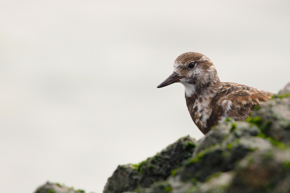 kamenáček pestrý - ML636610635