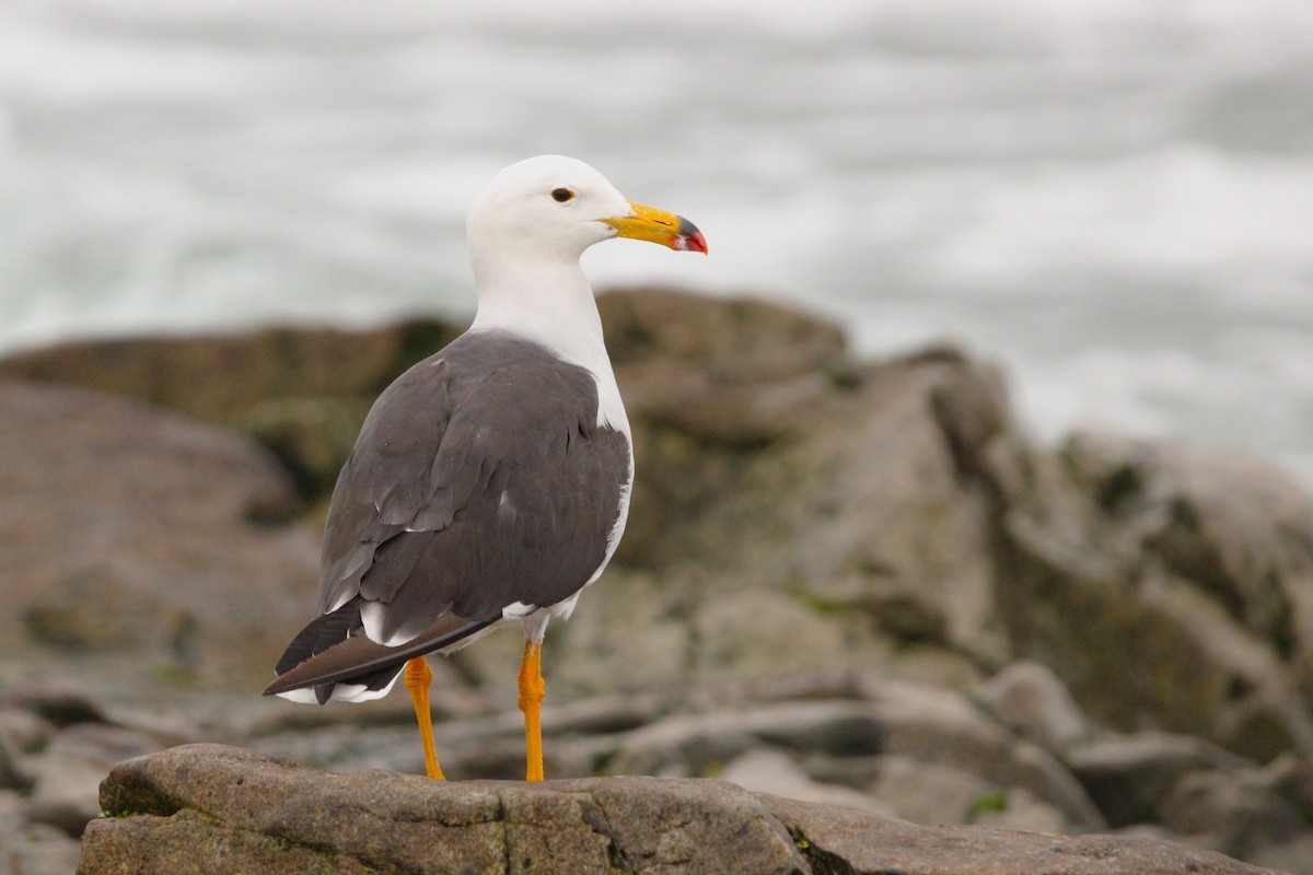 racek pruhoocasý - ML636610650