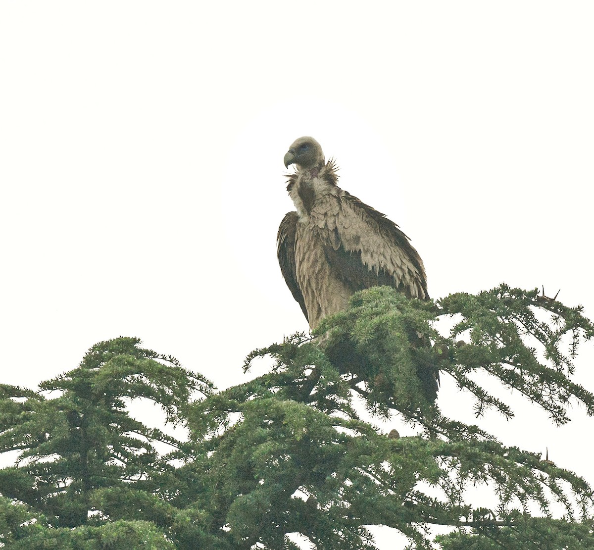Himalayan Griffon - ML636610676