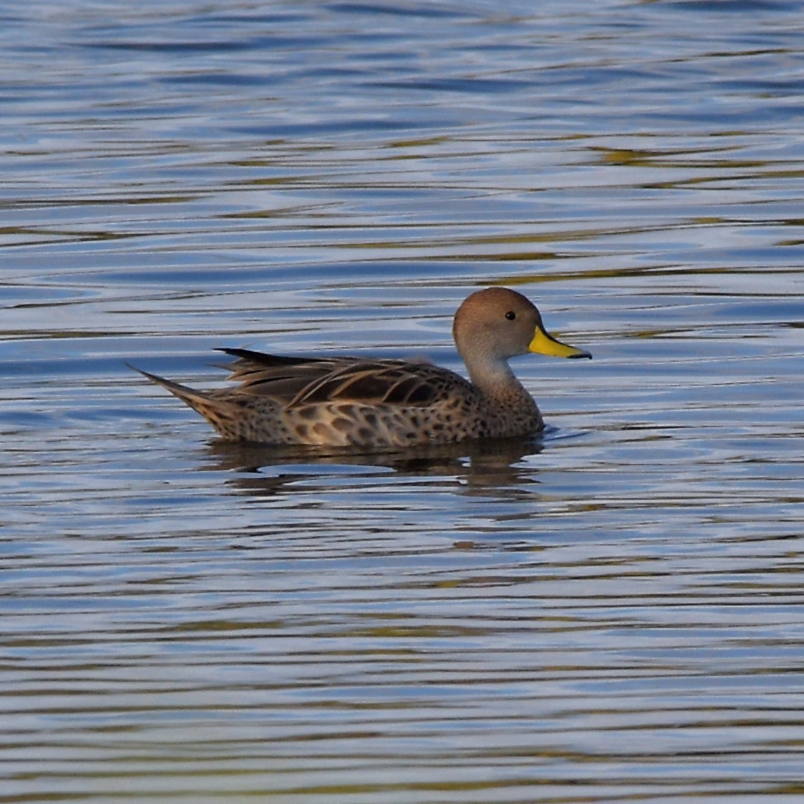 Yellow-billed Pintail - ML636610695