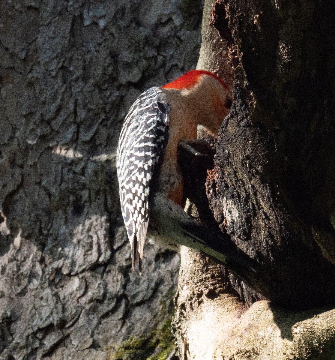 Red-bellied Woodpecker - ML636610761