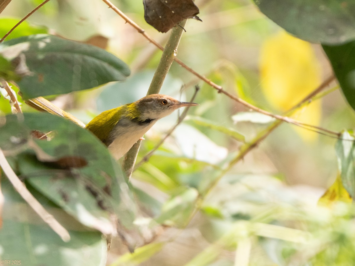 Common Tailorbird - ML636610764