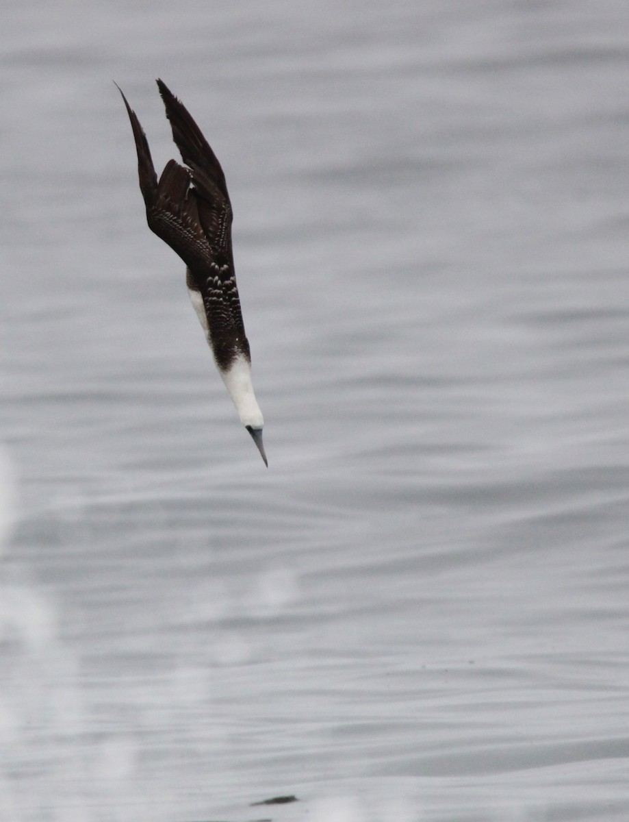 terej guánový - ML636610784