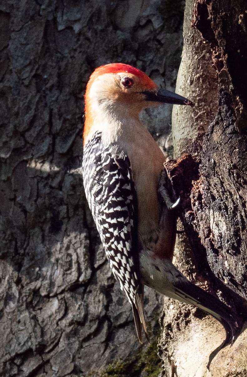 Red-bellied Woodpecker - ML636610799