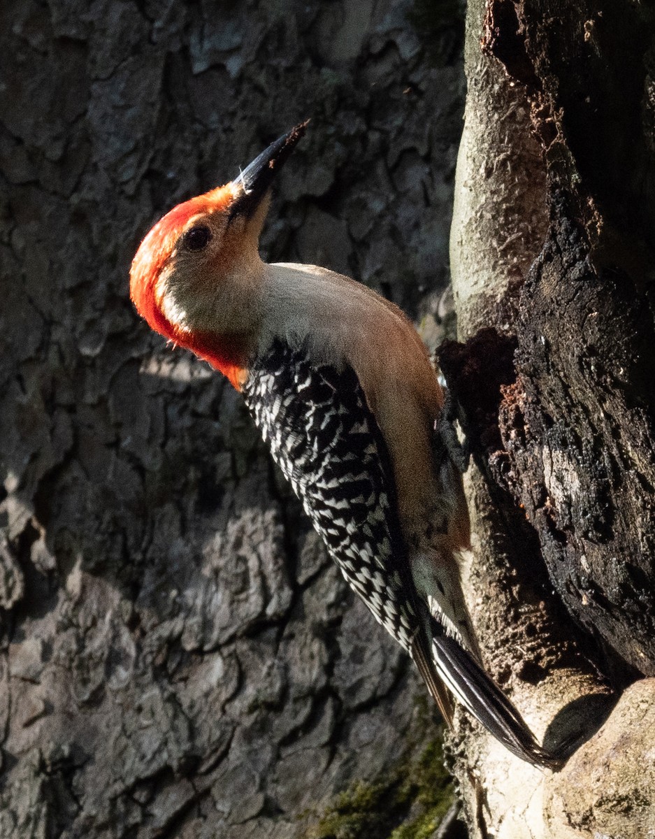 Red-bellied Woodpecker - ML636610821