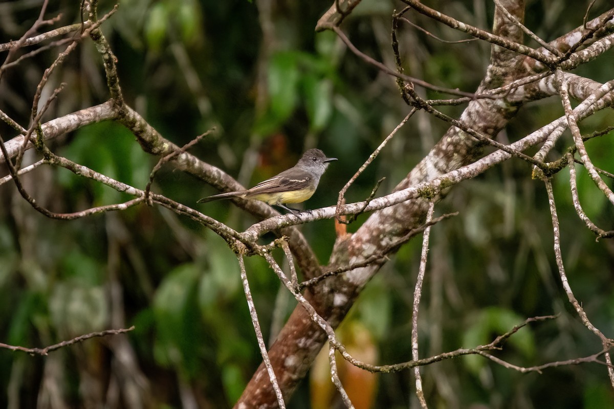 Short-crested Flycatcher - ML636610858
