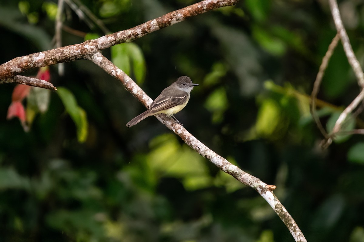 Short-crested Flycatcher - ML636610859