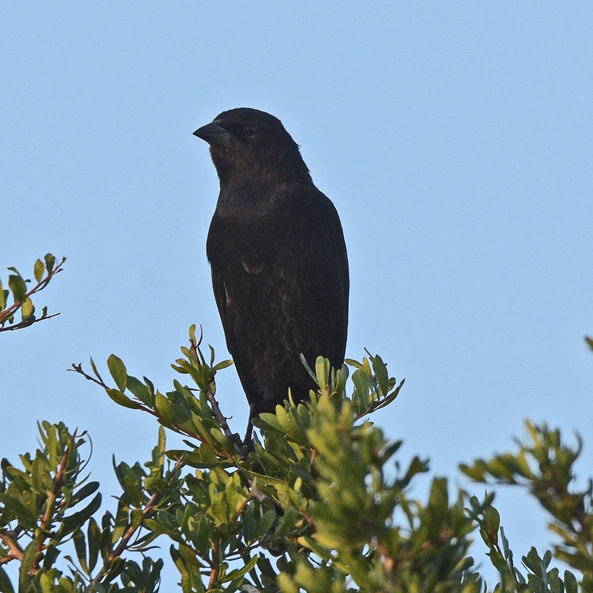 Screaming Cowbird - ML636610861