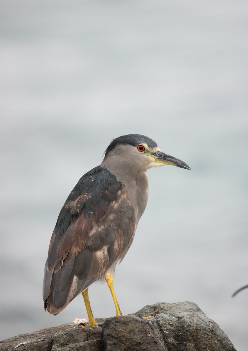 kvakoš noční - ML636610865