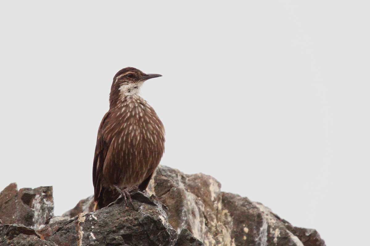 Seaside Cinclodes - ML636610870