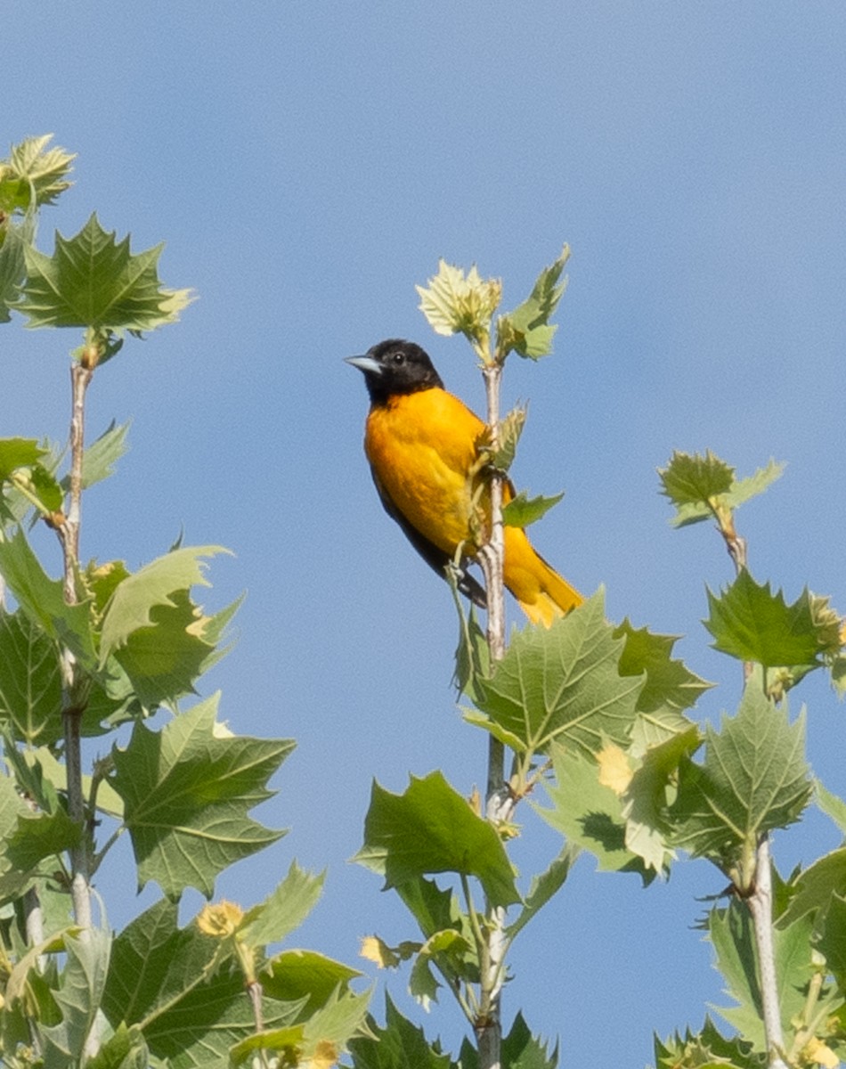 Baltimore Oriole - ML636610896
