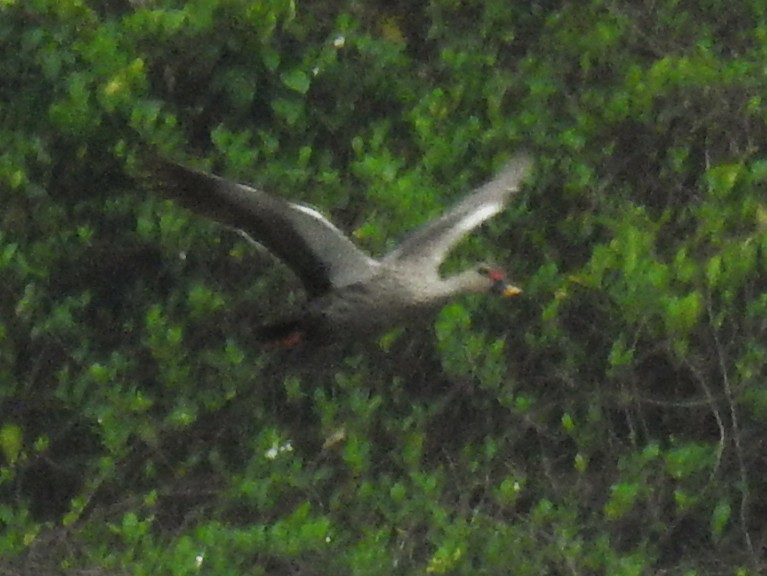 Indian Spot-billed Duck - ML636610951