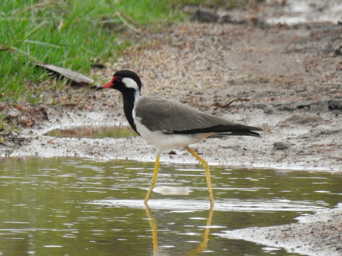 Red-wattled Lapwing - ML636610970