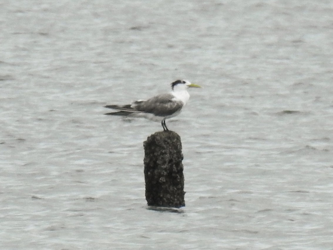 Great Crested Tern - ML636610993