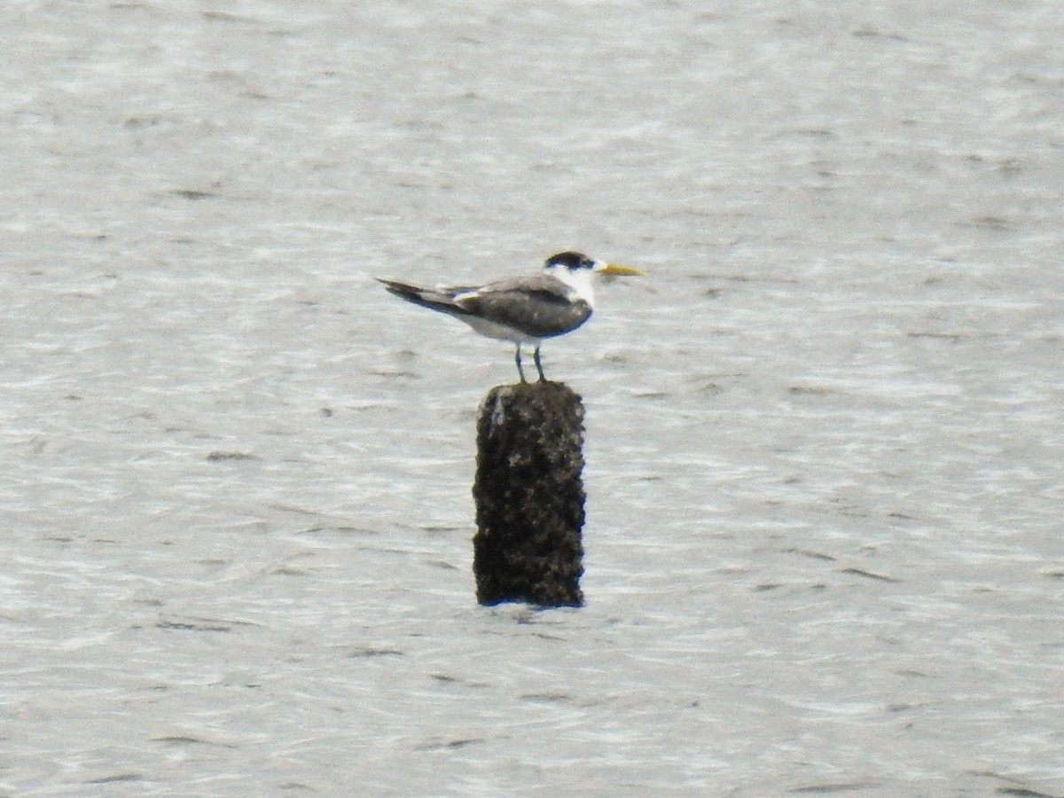 Great Crested Tern - ML636610994