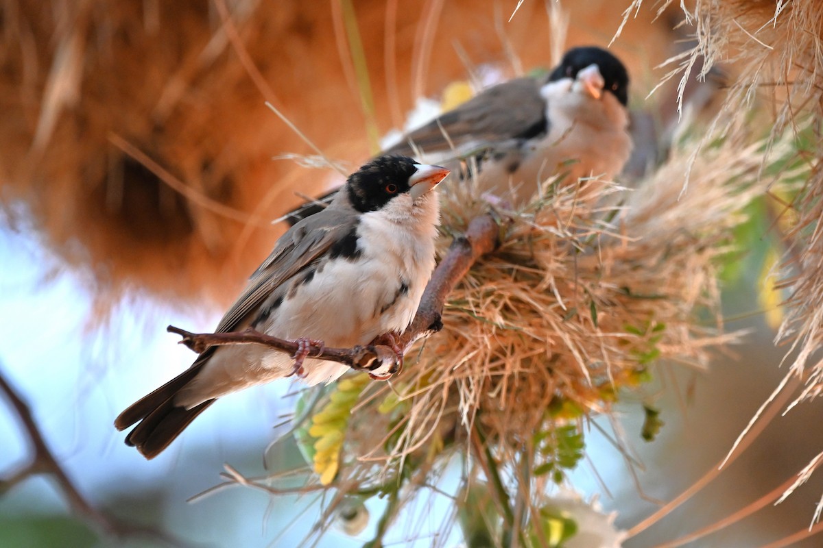 Black-capped Social-Weaver - ML636611006