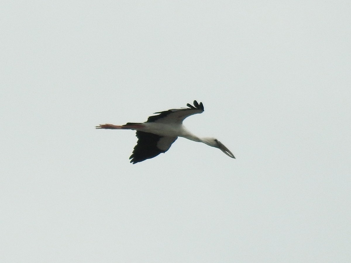 Asian Openbill - ML636611012