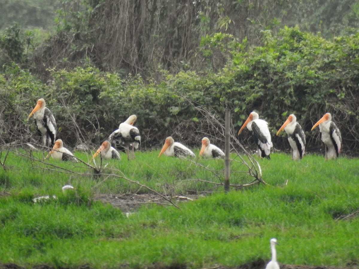 Painted Stork - ML636611022