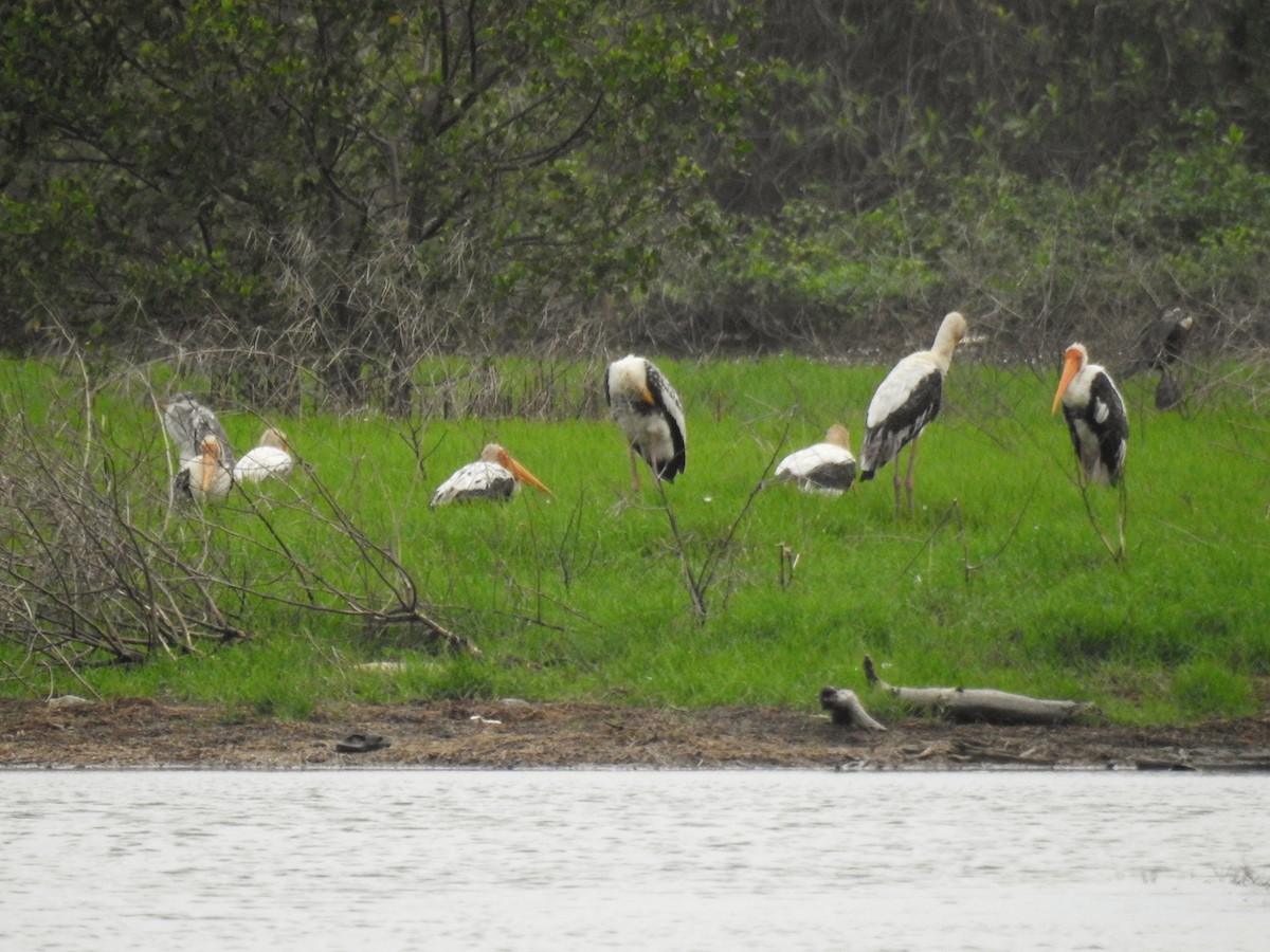 Painted Stork - ML636611027
