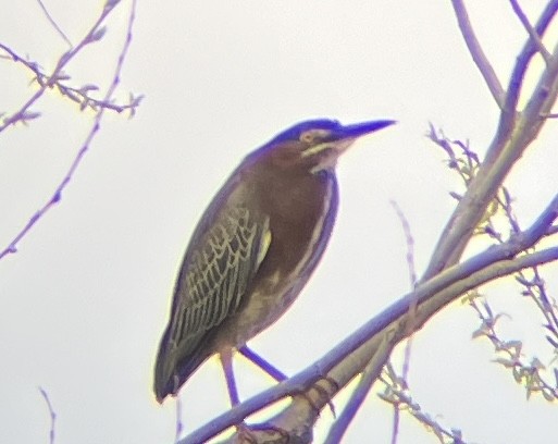 Green Heron - ML636611033