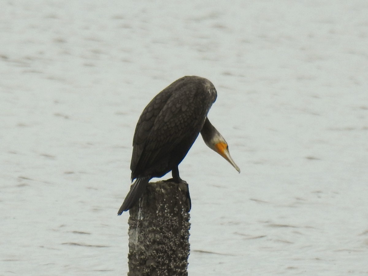 Indian Cormorant - ML636611041