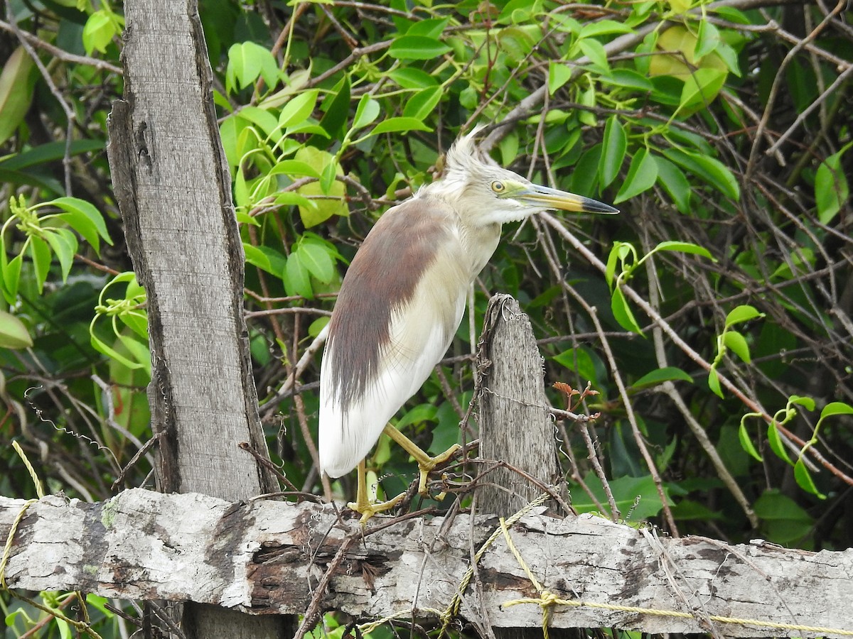 Indian Pond-Heron - ML636611047