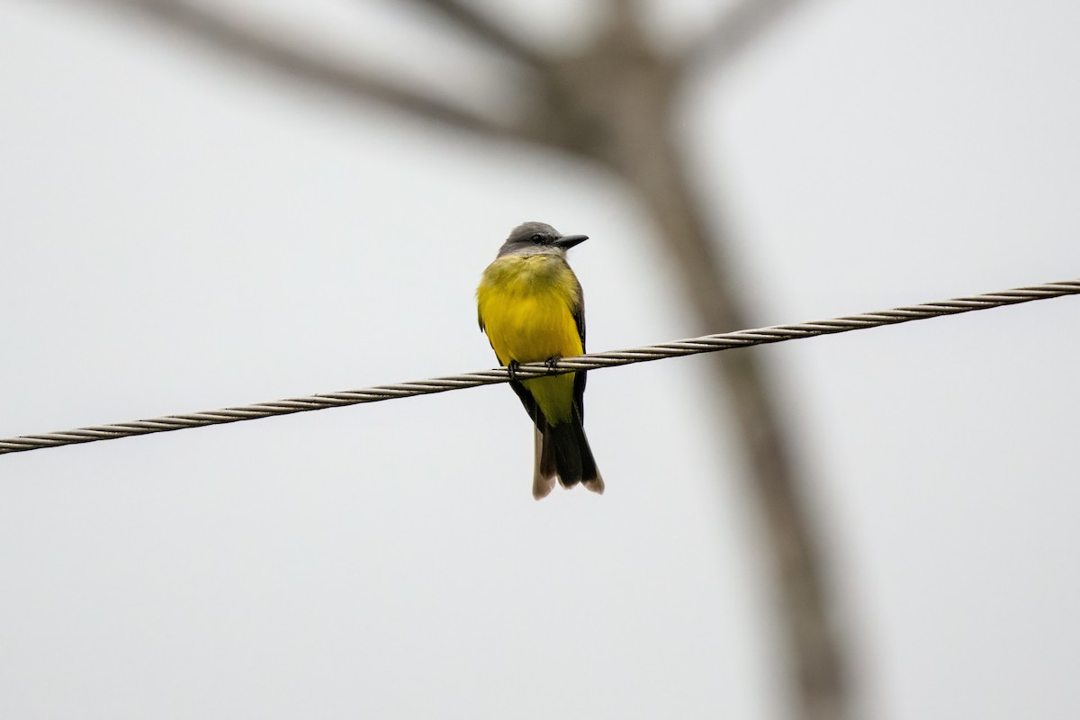 Tropical Kingbird - ML636611124
